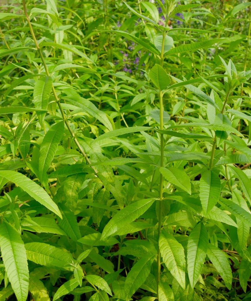 Verveine citronnelle (Aloysia triphylla) : plantation, culture